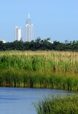 DSC_8209A.jpg