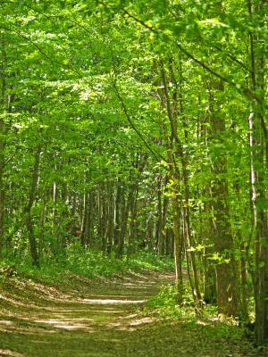 Down the Trail