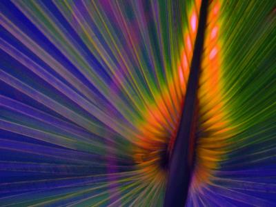 Sun Through the Leaf