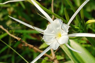 Wild Spider Lily