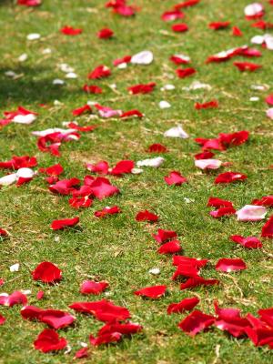 Petals