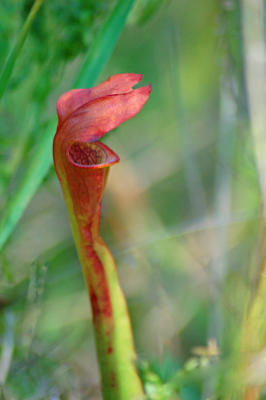 Fly Trap