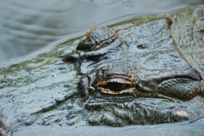 Gators