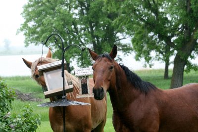 Horses at the bird feeder