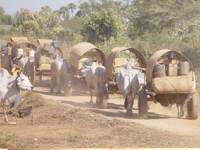 Bagan Burma ox carts