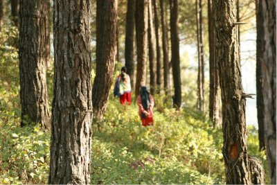 Off into the trees