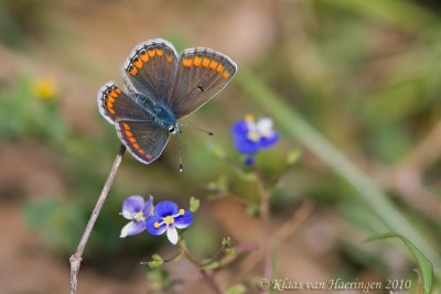 Bruin blauwtje - Brown Argus - Aricia agestis