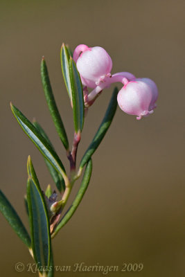 Lavendelhei - Bog-Rosemary - Andromeda polifolia