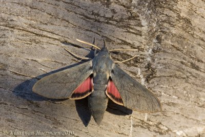 Hyles vespertilio / Dusky Hawk-moth