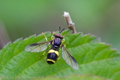 Donkere Fopwesp - Hoverfly - Chrysotoxum bicinctum
