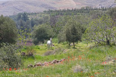Orchard on Mount Hermon