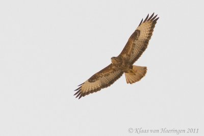 Steppebuizerd - Steppe Buzzard - Buteo buteo vulpinus