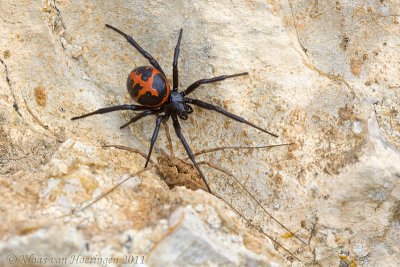 False Widow Spider - Steatoda paykulliana