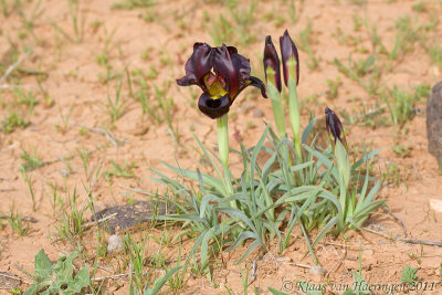 Iris swensoniana