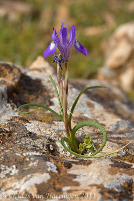 Wilde iris - Barbary Nut - Gynandriris sisyrinchium