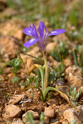 Wilde iris - Barbary Nut - Gynandriris sisyrinchium