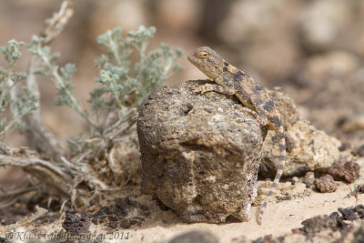 Desert Agama - Trapelus pallidus