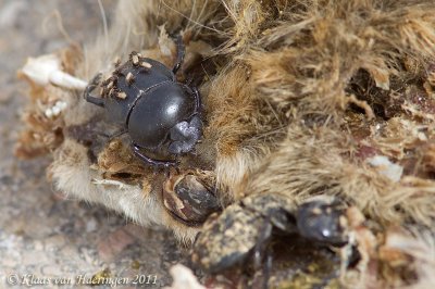 Pillendraaier - Dung Beetle - Scarabaeus puncticollis