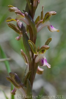 Fan-lipped orchid - Orchis collina