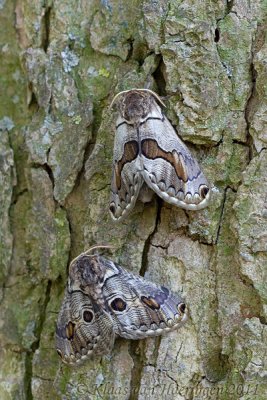 European Owl Moth - Acanthobrahmaea europaea