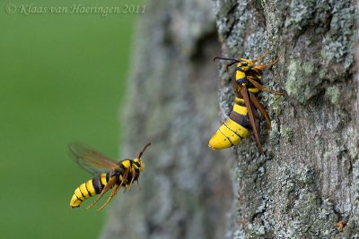 Hoornaarvlinder / Hornet Moth