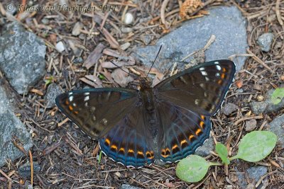 Grote ijsvogelvlinder - Poplar Admiral - Limenitis populi f. tremulae