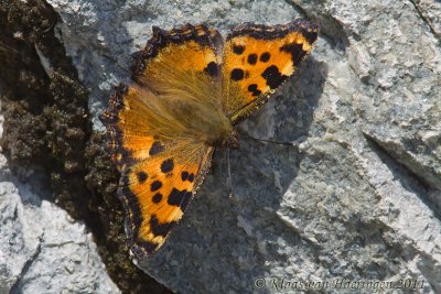 Grote vos - Large Tortoiseshell - Nymphalis polychloros