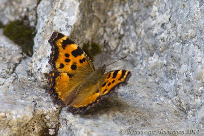 Grote vos - Large Tortoiseshell - Nymphalis polychloros