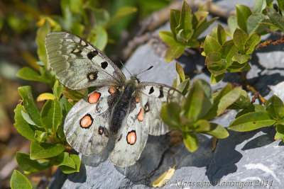 Kleine apollovlinder - Small Apollo - Parnassius sacerdos