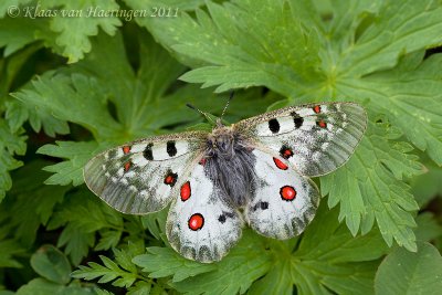 Kleine apollovlinder - Small Apollo - Parnassius sacerdos