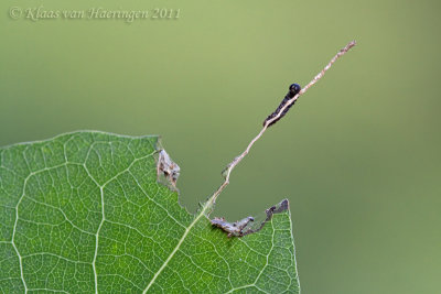 Grote ijsvogelvlinder - Poplar Admiral - Limenitis populi