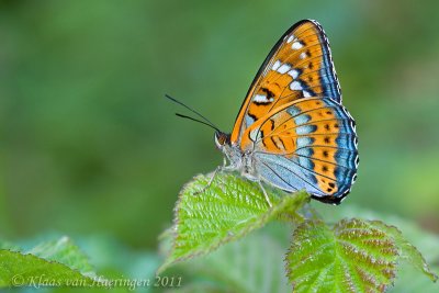 Grote ijsvogelvlinder - Poplar Admiral - Limenitis populi f. tremulae