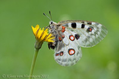 Apollovlinder - Apollo - Parnassius apollo valesiacus