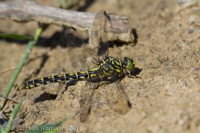 Kleine tanglibel - Green-eyed Hook-tailed Dragonfly - Onychogomphus forcipatus