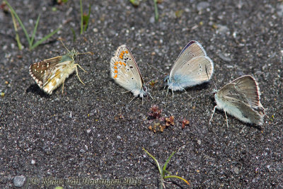 Pyrgus spec., Aricia artaxerxes , Cyaniris semiargus, Polyommatus coridon