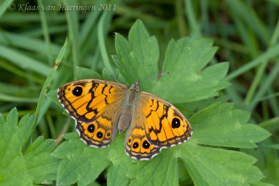 Argusvlinder - Wall Brown - Lasiommata megera