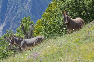 Donkeys
