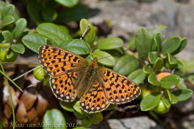 Zilvervlek - Pearl-bordered Fritillary - Boloria euphrosyne