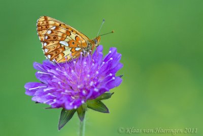 Zilvervlek - Pearl-bordered Fritillary - Boloria euphrosyne
