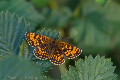 Bosparelmoervlinder - Heath friltillary - Melitaea athalia