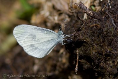 Boswitje - Woodwhite - Leptidea sinapis