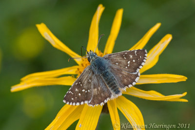 Alpenspikkeldikkopje - Warren's Skipper - Pyrgus warrenensis