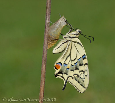 Eclosion of Papilio machaon