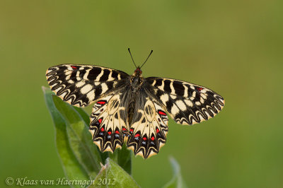 Zuidelijke pijpbloemvlinder / Southern Festoon