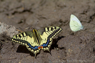 Koninginnepage - Swallowtail - Papilio machaon
