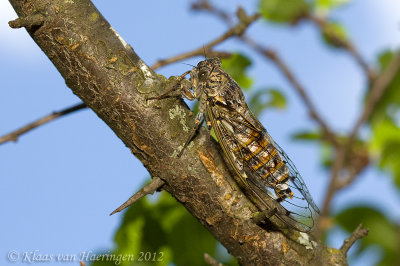 Mannacicade - Cicada - Cicada orni
