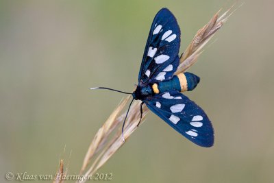  Phegeavlinder - Nine-spotted - Amata phegea