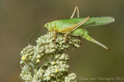 Kleine groene sabelsprinkhaan - Singing cricket - Tettigonia cantans