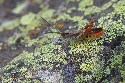 Negertje - Woodland Grasshopper - Omocestus rufipes