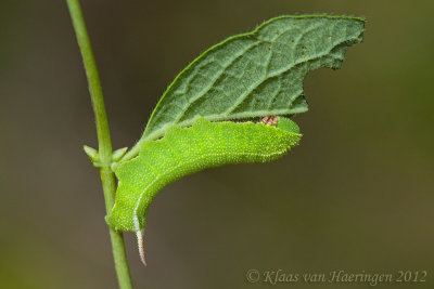 Glasvleugelpijlstaart - Broad-borded Bee Hawk-moth - Hemaris fuciformis